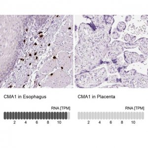 Anti-CMA1 antibody produced in rabbit 