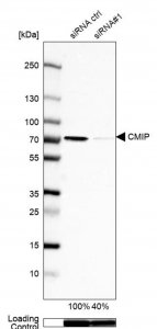 Anti-CMIP antibody produced in rabbit HPA054424-100UL