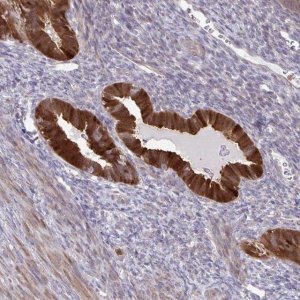 Anti-CMPK1 antibody produced in rabbit HPA053730-100UL