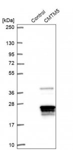 Anti-CMTM5 antibody produced in rabbit 