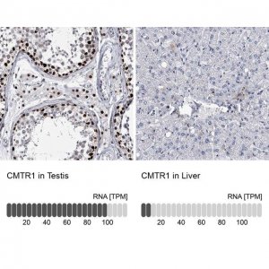 Anti-CMTR1 antibody produced in rabbit HPA029954-100UL