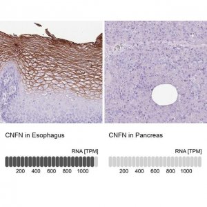 Anti-CNFN antibody produced in rabbit 