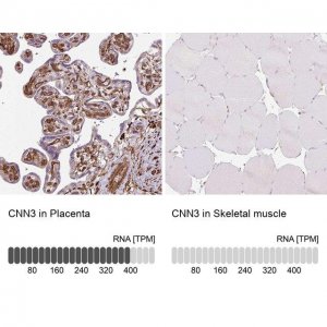 Anti-CNN3 antibody produced in rabbit 