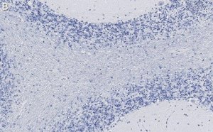 Anti-CNPase Antibody, clone 3N12 ZooMAb Rabbit Monoclonal 