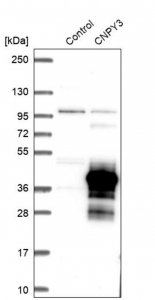 Anti-CNPY3 antibody produced in rabbit 