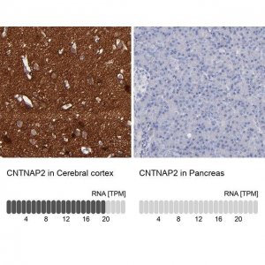 Anti-CNTNAP2 antibody produced in rabbit 