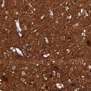 Anti-CNTNAP2 antibody produced in rabbit 