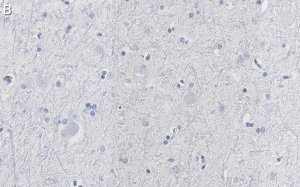Anti-CNTNAP2 Antibody, clone 2D17 ZooMAb Rabbit Monoclonal 