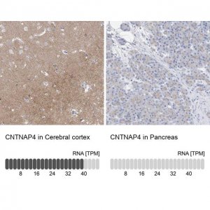 Anti-CNTNAP4 antibody produced in rabbit 