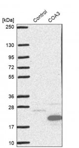 Anti-COA3 antibody produced in rabbit 