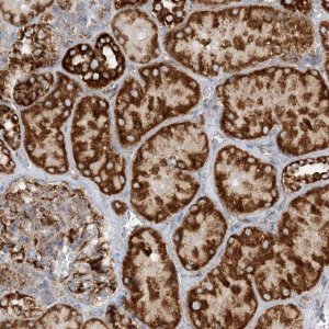 Anti-COA3 antibody produced in rabbit 
