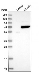 Anti-COASY antibody produced in rabbit HPA023273-100UL