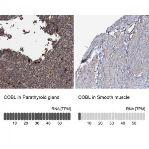 Anti-COBL antibody produced in rabbit 