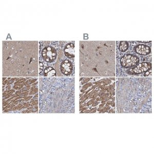 Anti-COBL antibody produced in rabbit 