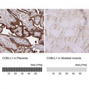 Anti-COBLL1 antibody produced in rabbit 