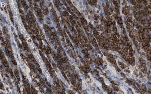 Anti-Cofilin-1 Antibody, clone 1C18 ZooMAb Rabbit Monoclonal 