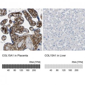 Anti-COL15A1 antibody produced in rabbit 