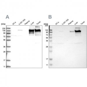 Anti-COL6A2 antibody produced in rabbit 