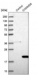 Anti-COMMD8 antibody produced in rabbit 