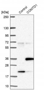 Anti-COMTD1 antibody produced in rabbit 
