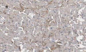 Anti-Connexin 43 Antibody, clone 5H23, ZooMAb Rabbit Monoclonal 