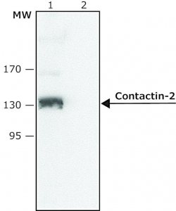 Anti-Contactin-2 (N-terminal antibody produced in rabbit SAB4200299-200UL