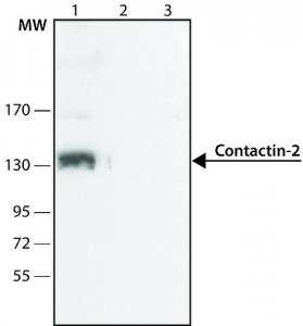 Anti-Contactin-2 (N-terminal antibody produced in rabbit SAB4200299-200UL