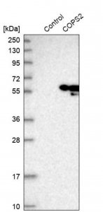Anti-COPS2 antibody produced in rabbit HPA016867-100UL