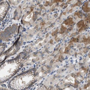 Anti-COPS2 antibody produced in rabbit HPA016867-100UL