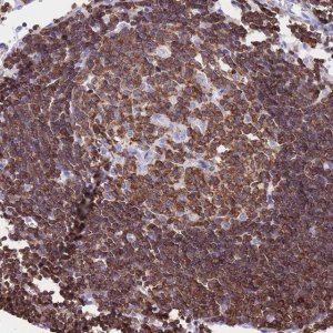Anti-CORO1A antibody produced in rabbit 