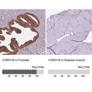 Anti-CORO1B antibody produced in rabbit 