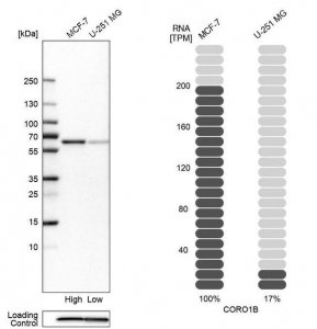 Anti-CORO1B antibody produced in rabbit 