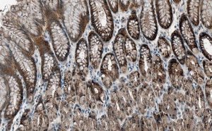 Anti-Cortactin Antibody, clone 1F15 ZooMAb Rabbit Monoclonal 