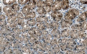 Anti-Cortactin Antibody, clone 1F15 ZooMAb Rabbit Monoclonal 
