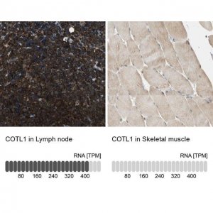 Anti-COTL1 antibody produced in rabbit HPA008918-100UL