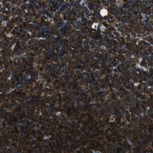 Anti-COTL1 antibody produced in rabbit HPA008918-100UL
