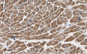 Anti-COX IV Antibody, clone 1L23 ZooMAb Rabbit Monoclonal 