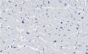 Anti-COX IV Antibody, clone 1L23 ZooMAb Rabbit Monoclonal 