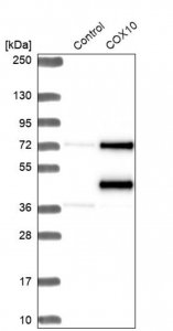 Anti-COX10 antibody produced in rabbit 