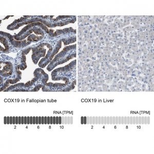 Anti-COX19 antibody produced in rabbit 