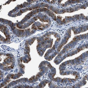 Anti-COX19 antibody produced in rabbit 