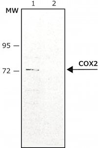 Anti-COX2 antibody produced in rabbit SAB4200576-200UL