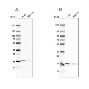 Anti-COX20 antibody produced in rabbit 