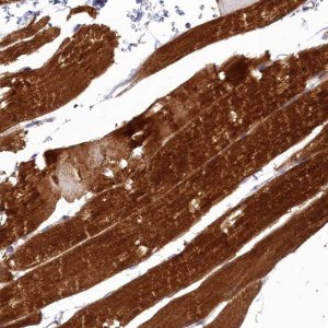 Anti-COX20 antibody produced in rabbit 