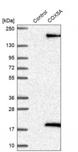 Anti-COX5A antibody produced in rabbit HPA027526-100UL