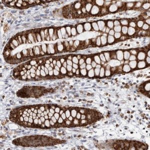 Anti-COX5A antibody produced in rabbit HPA027526-100UL