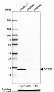 Anti-COX5B antibody produced in rabbit 