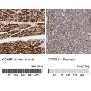 Anti-COX6B1 antibody produced in rabbit 