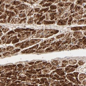 Anti-COX6B1 antibody produced in rabbit 