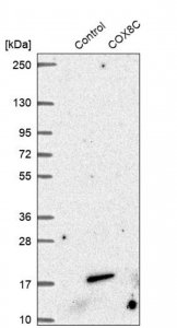 Anti-COX8C antibody produced in rabbit HPA003127-100UL
